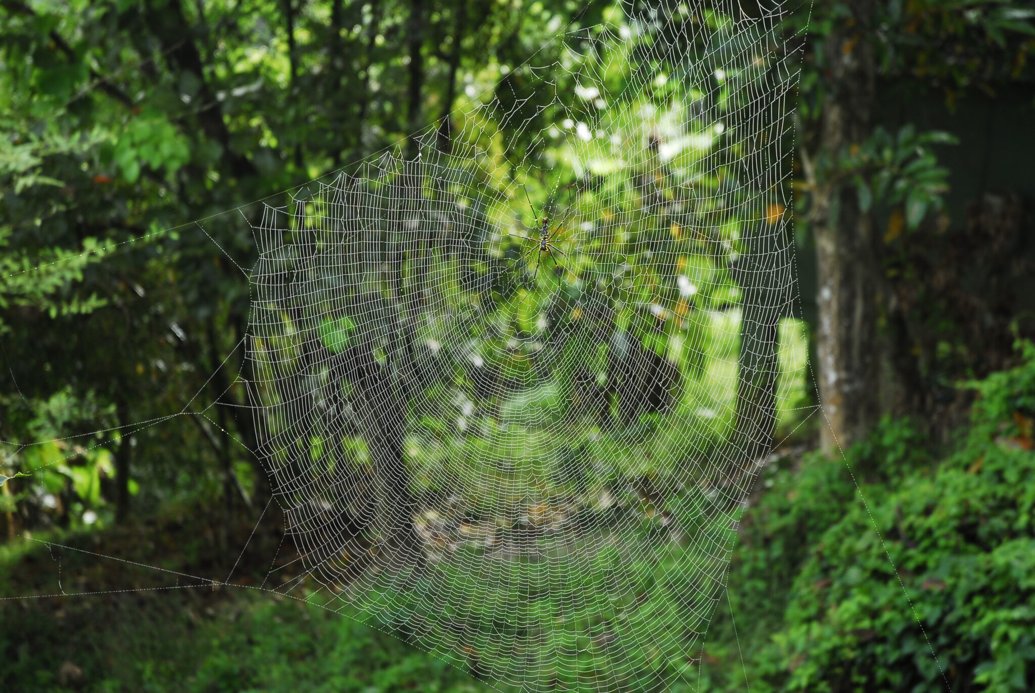 landscape-lifestyle-bishwajit photography