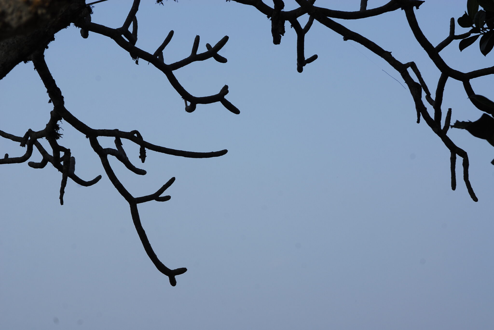 landscape-lifestyle-bishwajit photography