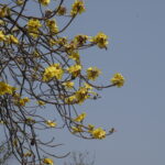 landscape-lifestyle-bishwajit photography