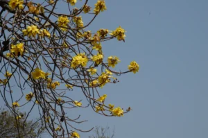 Lifestyle Photography in Dhaka taken by Bishwajit Sarker