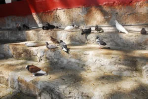 Travelling Photography in Bangladesh Bishwajit Photography (46)