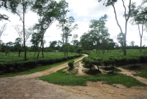 Travelling Photography in Bangladesh Bishwajit Photography (52)