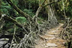 Travelling Photography in Bangladesh Bishwajit Photography (58)