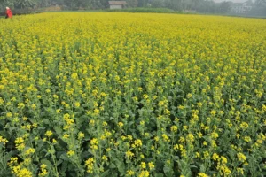 Travelling Photography in Bangladesh Bishwajit Photography (95)