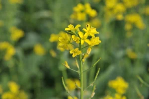 Travelling Photography in Bangladesh Bishwajit Photography (96)