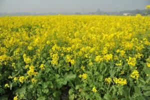 Travelling Photography in Bangladesh Bishwajit Photography (97)