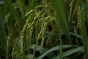 Travelling Photography in Bangladesh Bishwajit Photography Best photographer in Dhaka (26)