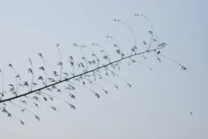 Best Rural Life Photography bishwajit sarker (1)