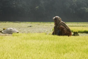 Best Rural Life Photography bishwajit sarker (3)